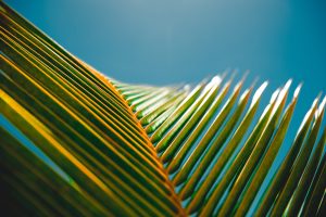 soigner palmier aux feuilles jaunes