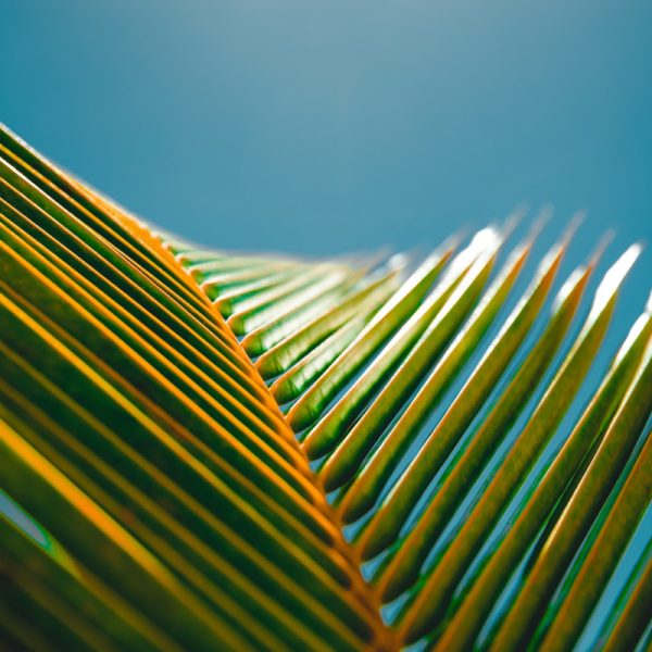 Palmier : Les mystères des feuilles jaunes en hiver